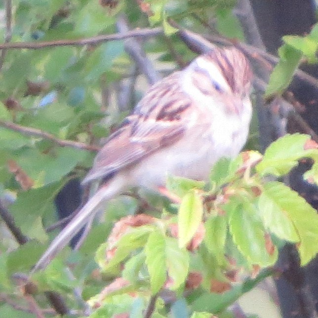 Clay-colored Sparrow - ML619027847