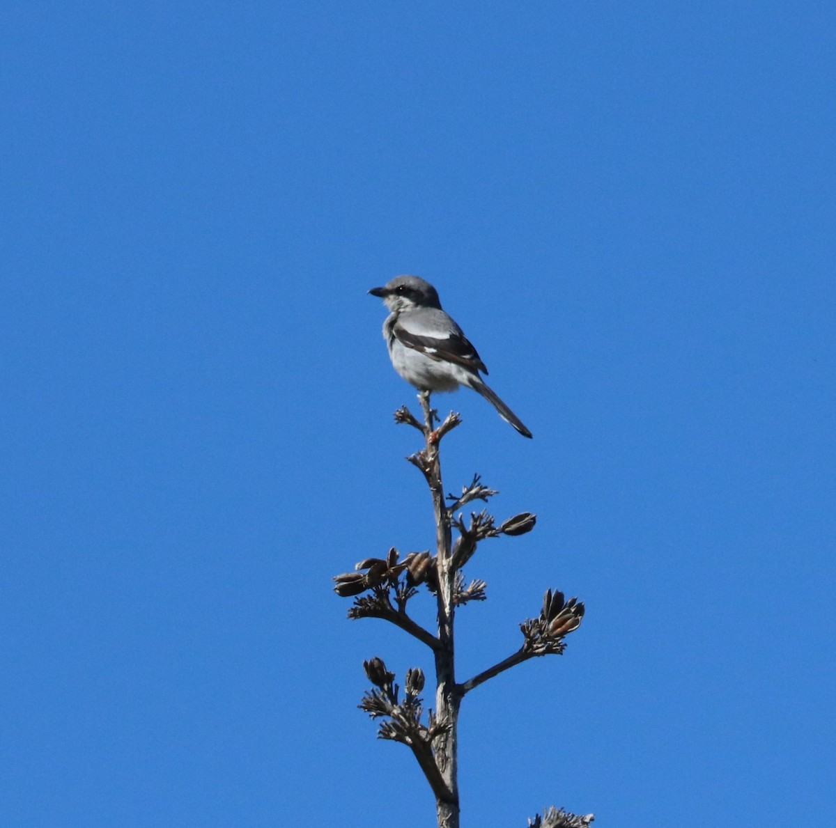 Loggerhead Shrike - adam zions