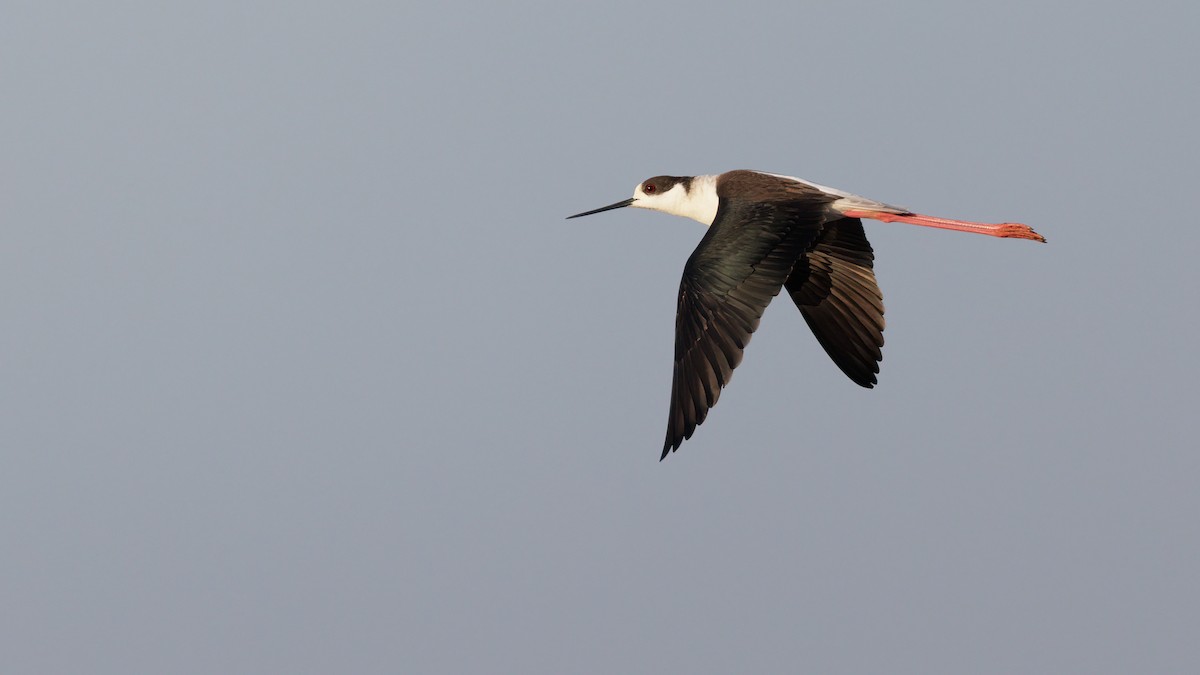 Black-winged Stilt - Josh Jones