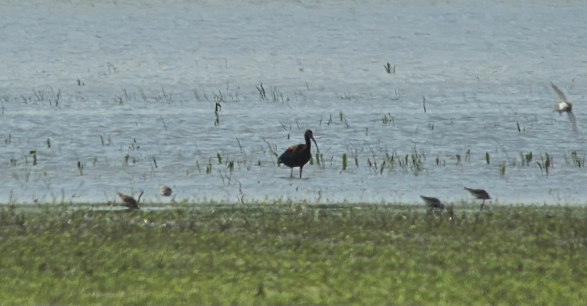 White-faced Ibis - Jon G.