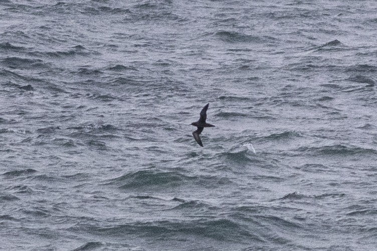 Sooty Shearwater - Martin Wall