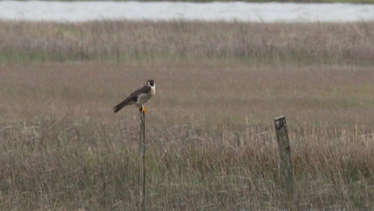 Peregrine Falcon - Bradley White