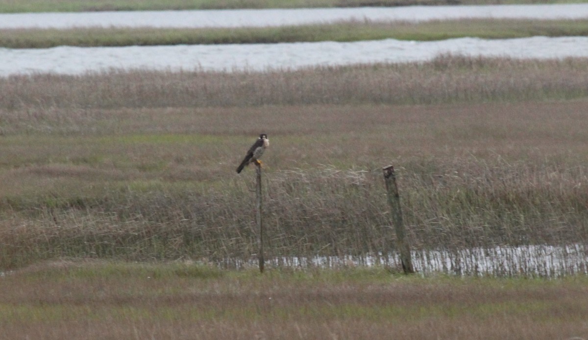 Peregrine Falcon - Bradley White