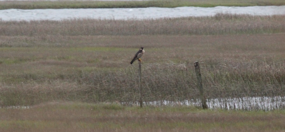 Peregrine Falcon - Bradley White