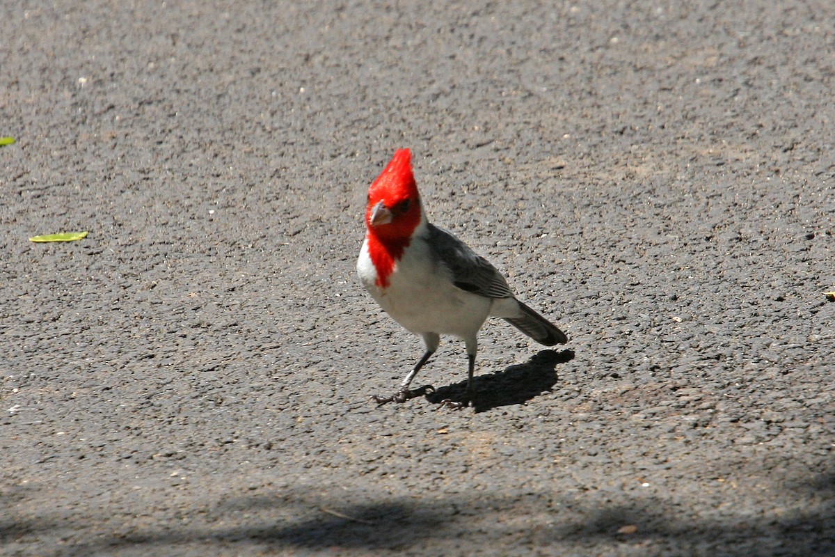 Red-crested Cardinal - William Clark