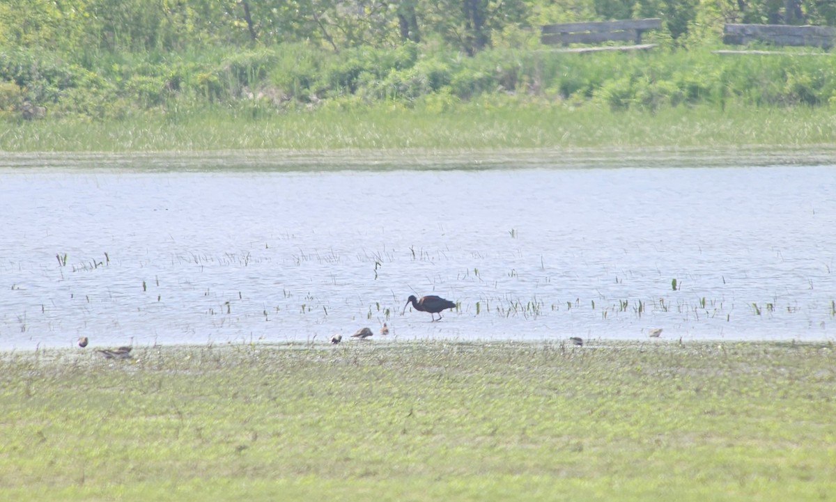 White-faced Ibis - ML619027906