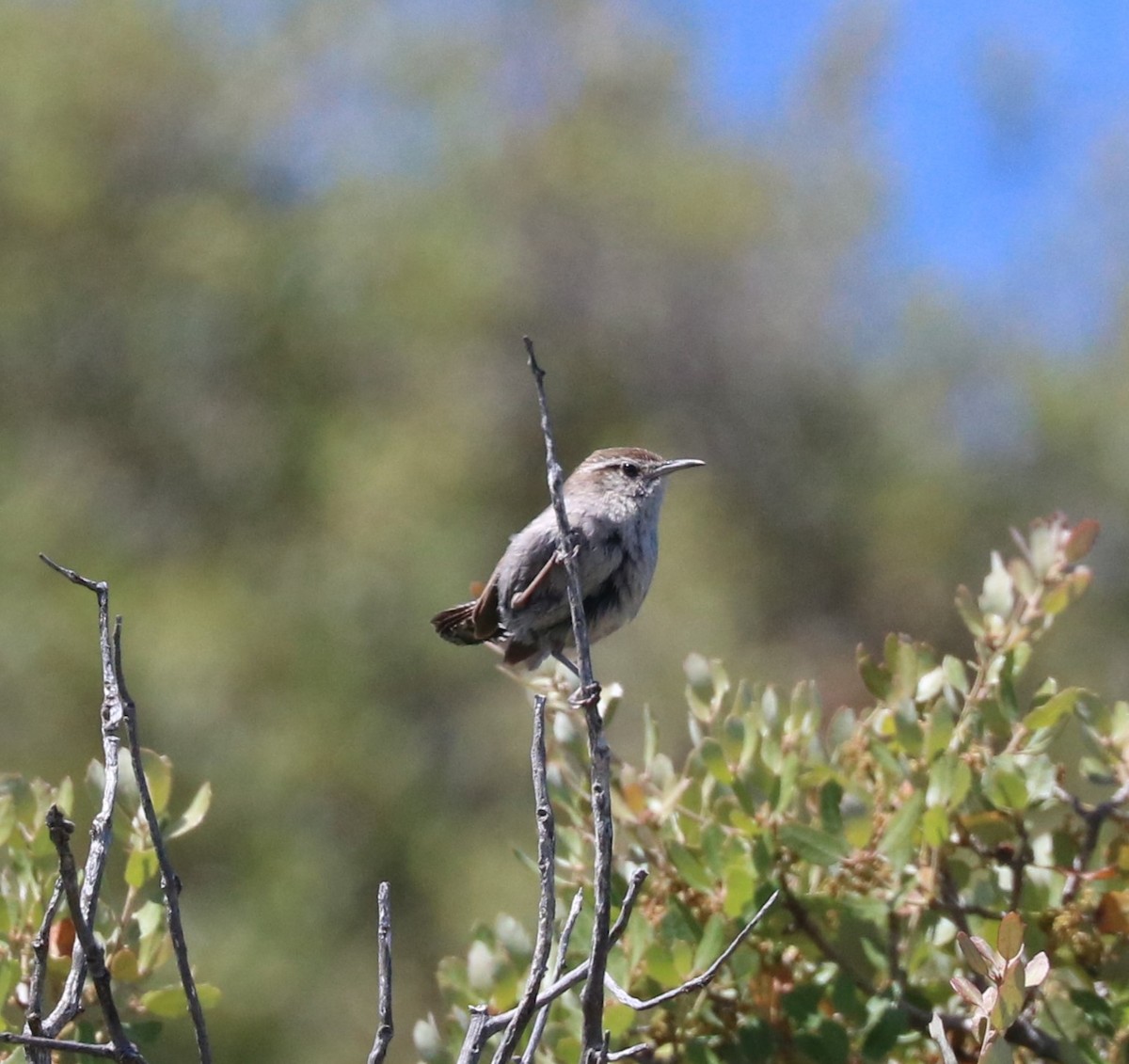 Bewick's Wren - adam zions