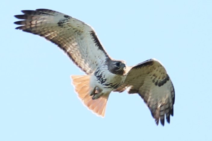 Red-tailed Hawk - ML619027940