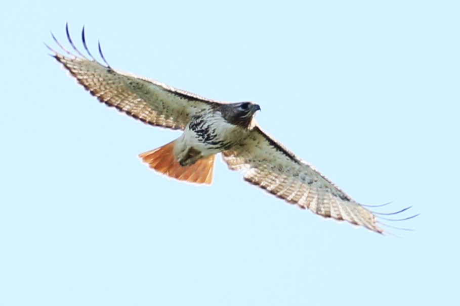 Red-tailed Hawk - michael vedder