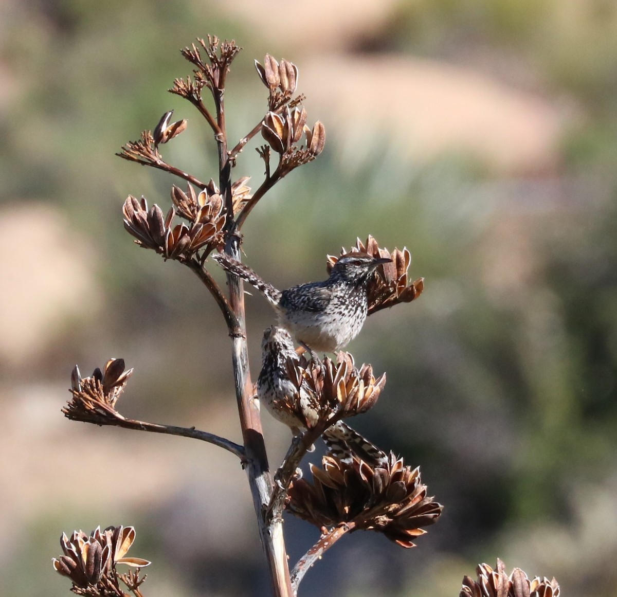 Cactus Wren - ML619027947