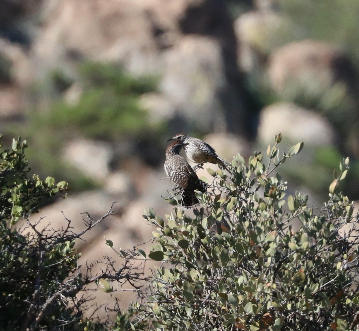 Cactus Wren - ML619027948