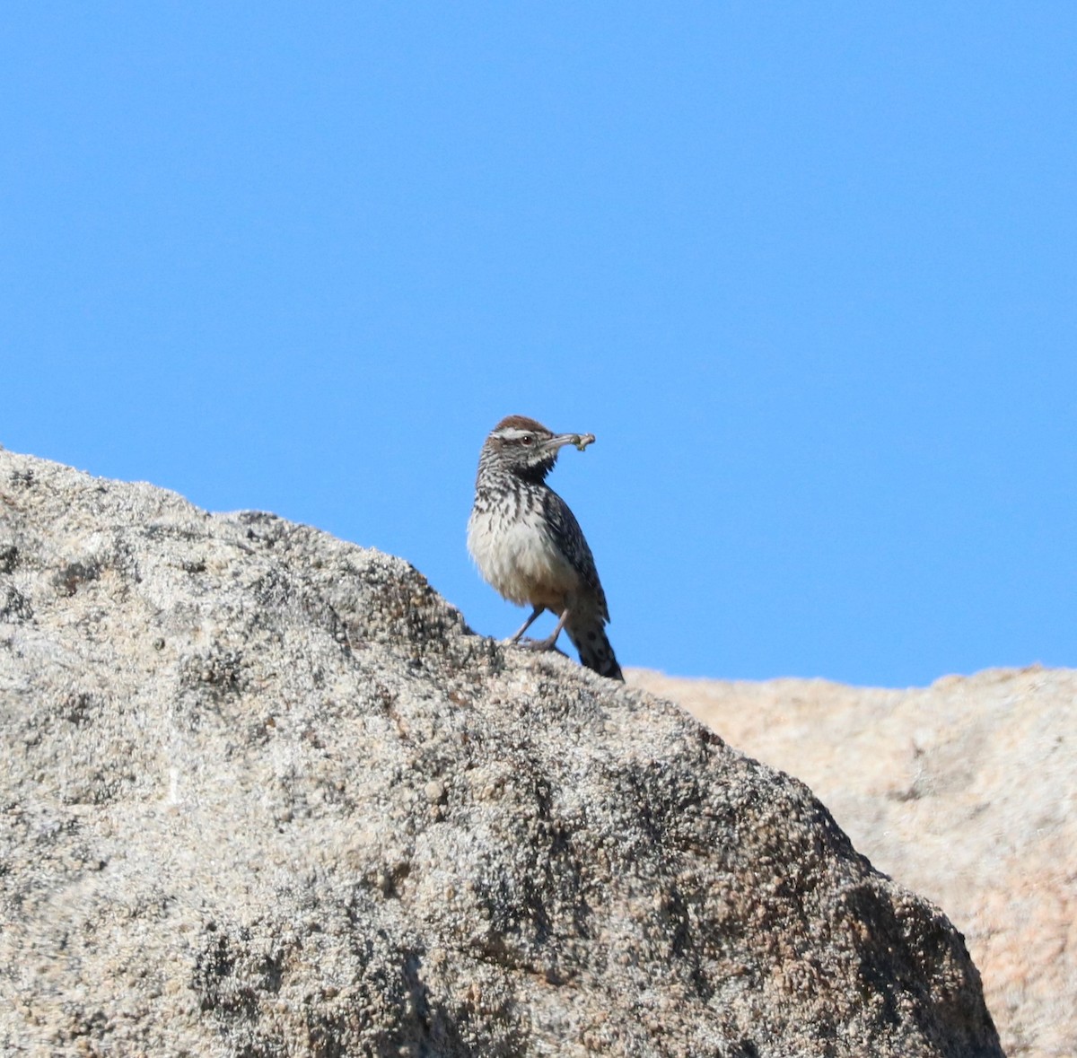 Cactus Wren - ML619027950