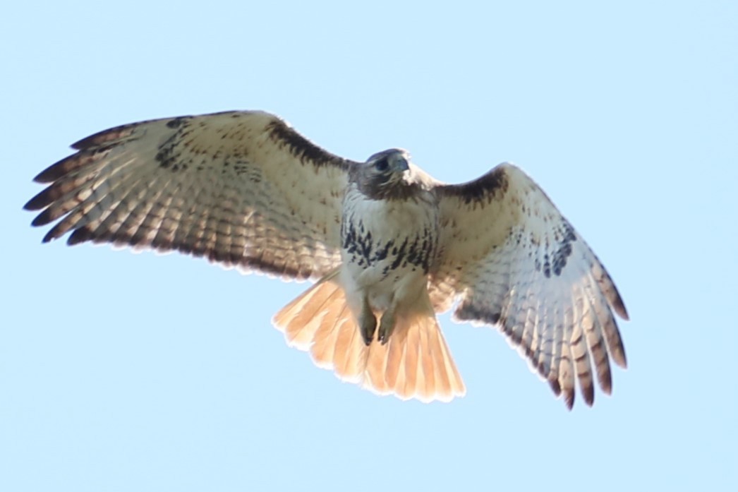 Red-tailed Hawk - ML619027955