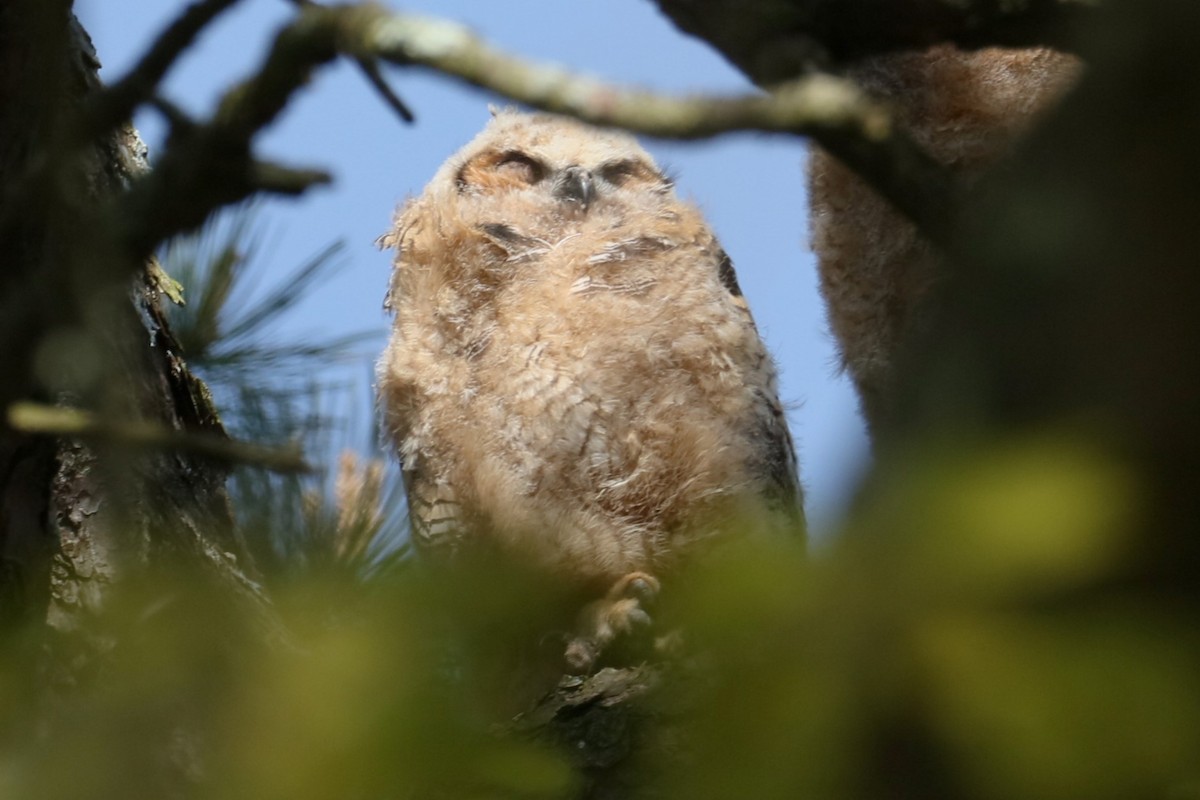 Great Horned Owl - ML619027995