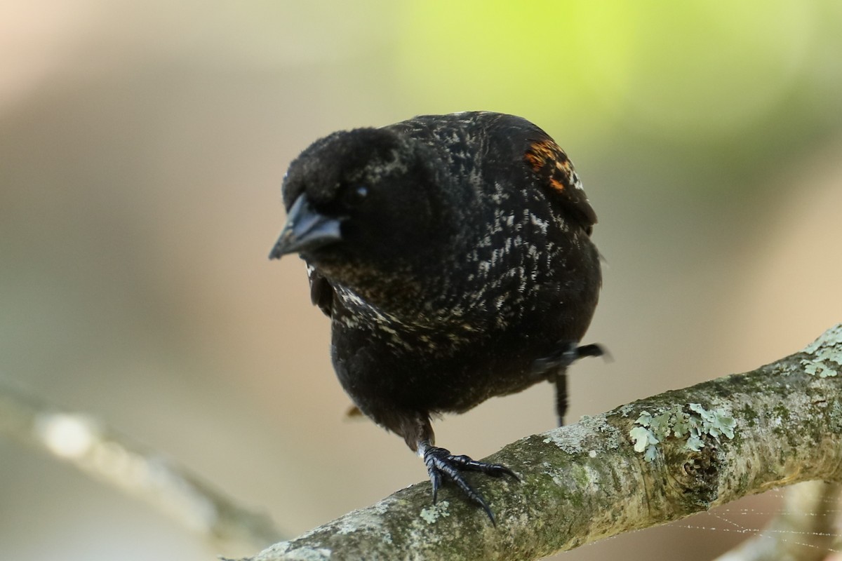 Red-winged Blackbird - michael vedder
