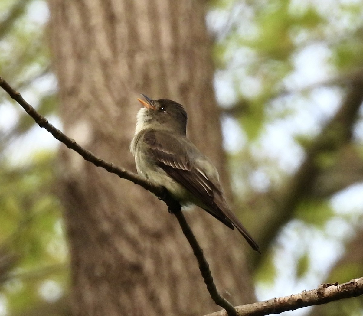 Eastern Wood-Pewee - James Kimball