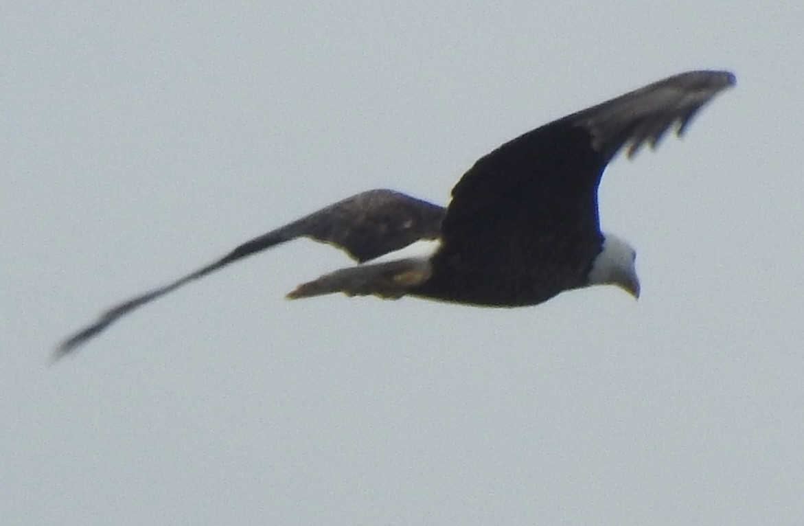 Bald Eagle - ML619028060