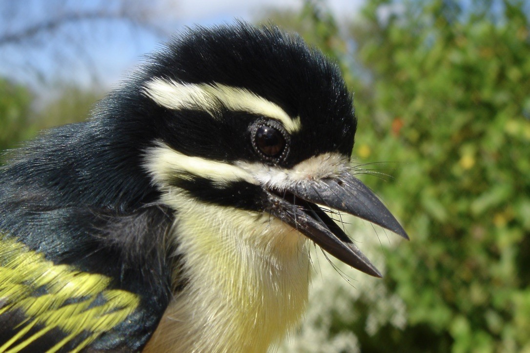 Yellow-rumped Tinkerbird - Ursula Bryson