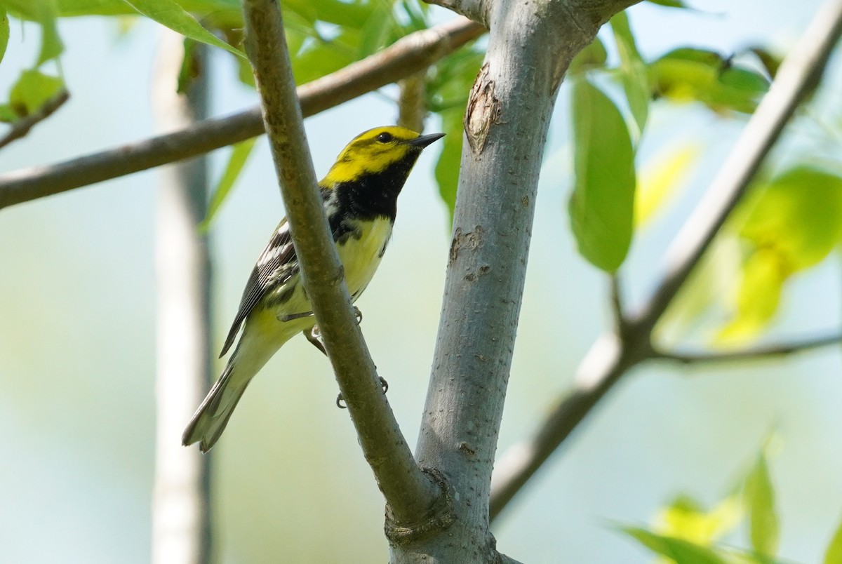 Black-throated Green Warbler - Dennis Mersky