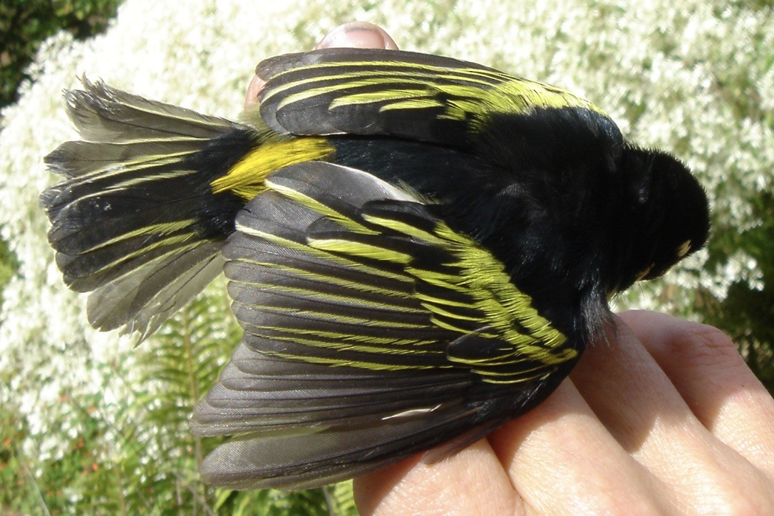 Yellow-rumped Tinkerbird - Ursula Bryson