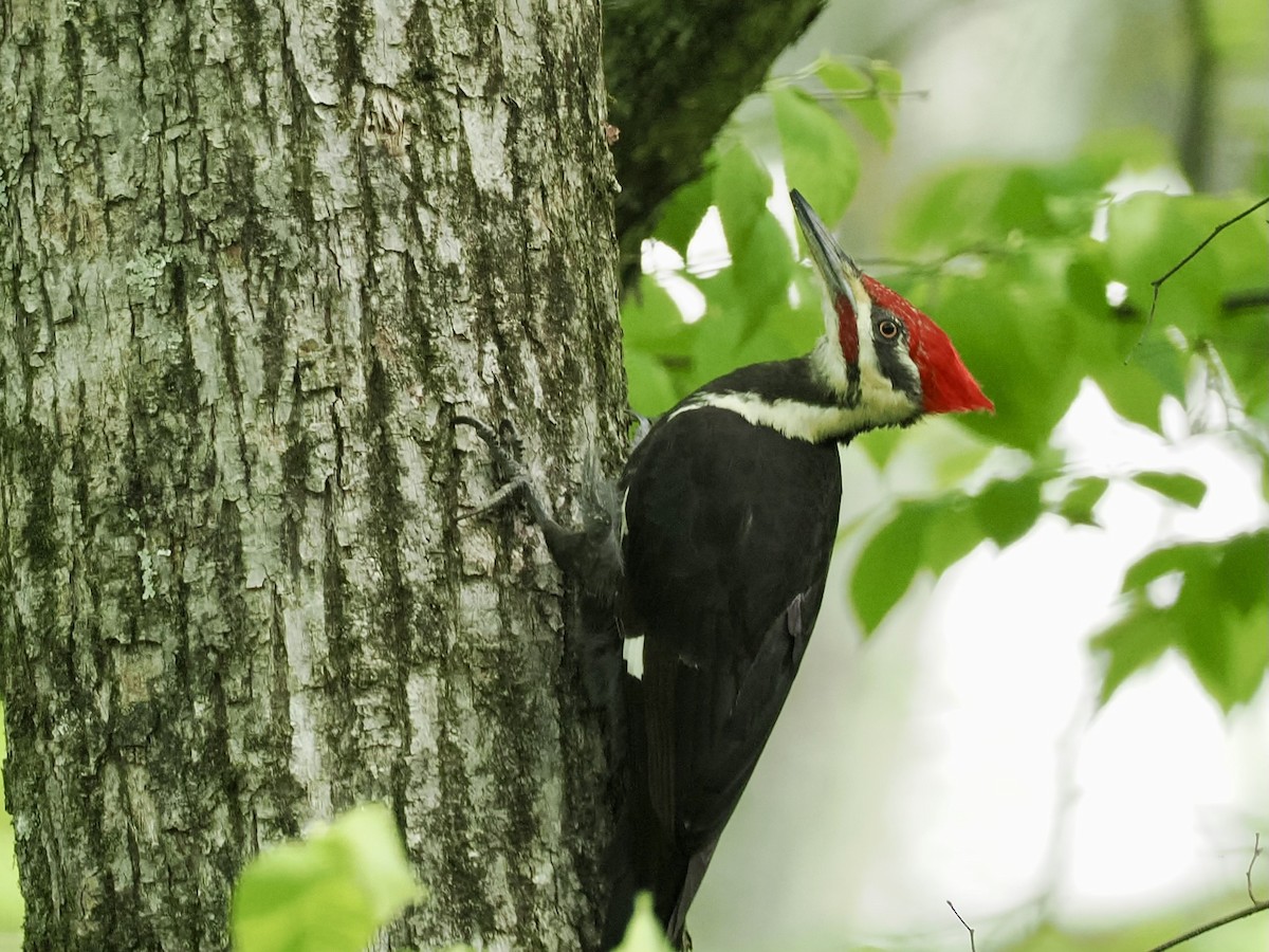 Pileated Woodpecker - June Smith