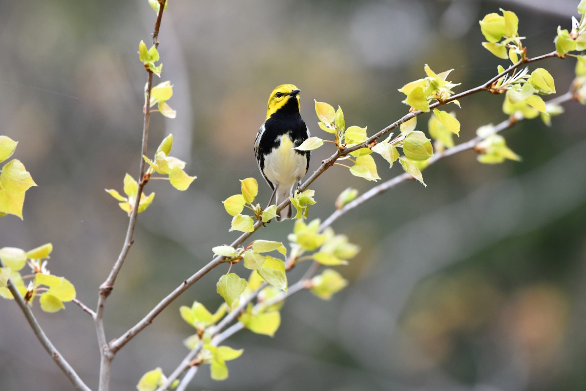 Black-throated Green Warbler - Martine Lopez