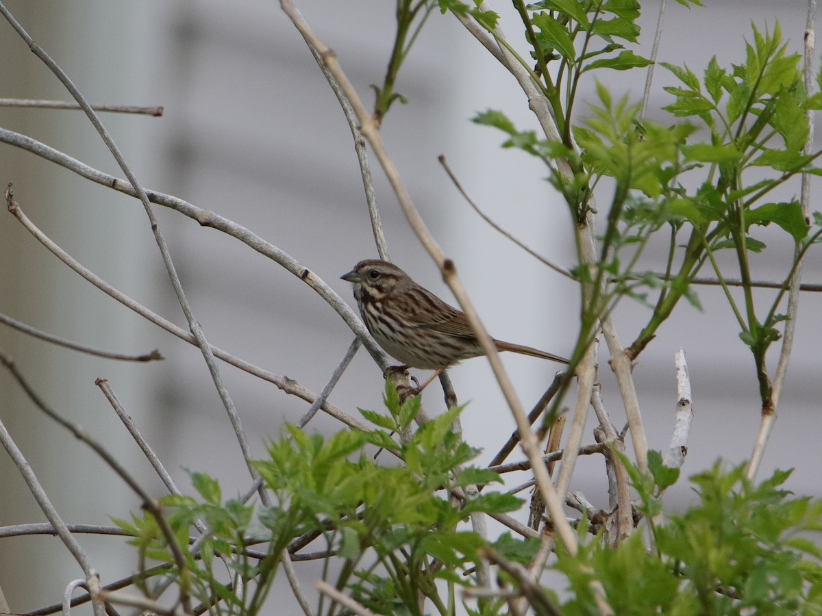 Song Sparrow - Dani Siddle