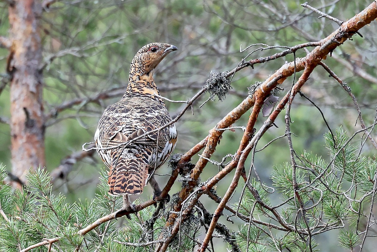 Western Capercaillie - Phillip Edwards