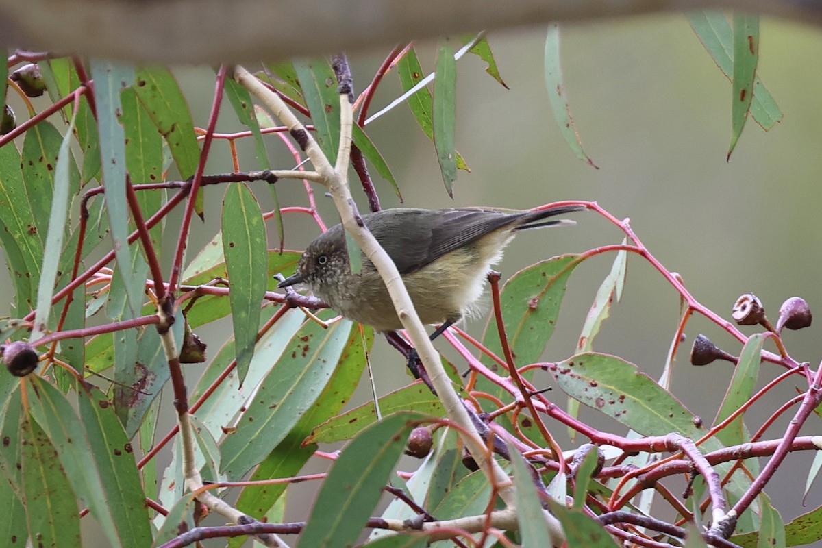 Buff-rumped Thornbill - ML619028108