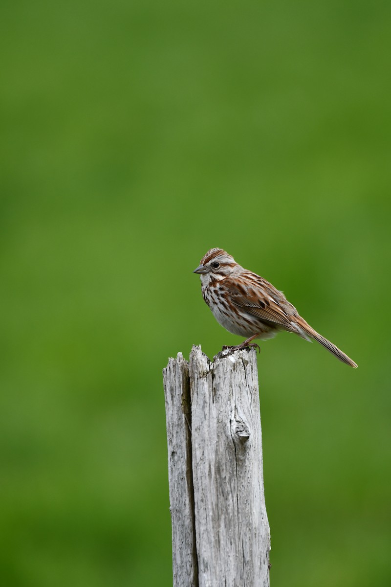 Song Sparrow - Martine Lopez