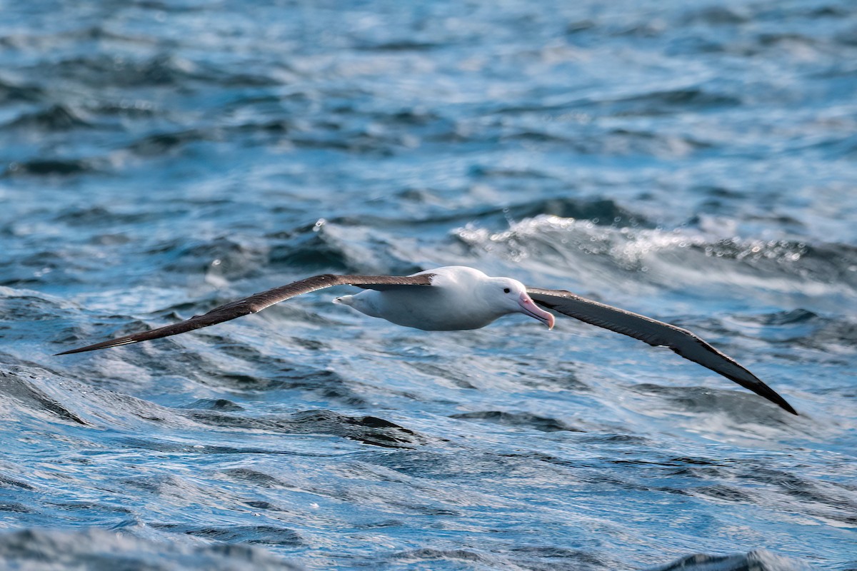Northern Royal Albatross - DANIEL ESTEBAN STANGE FERNANDEZ
