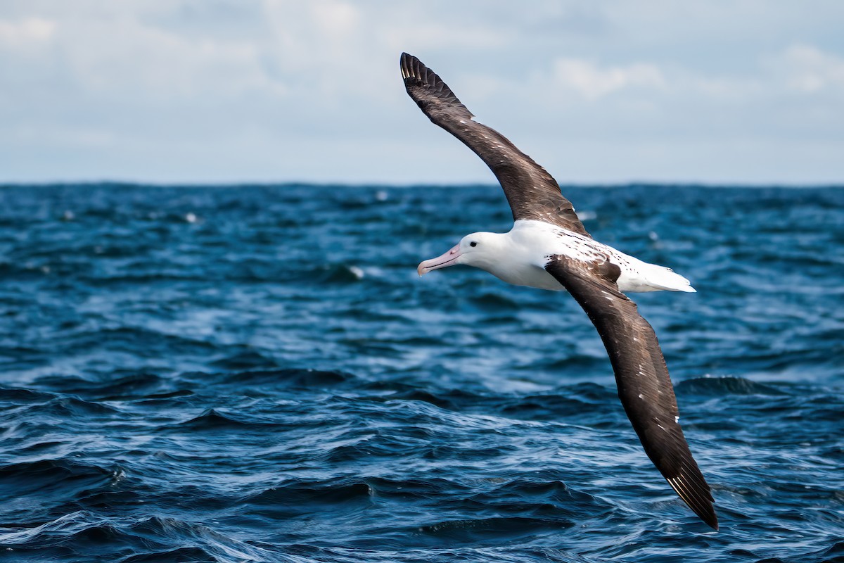 Northern Royal Albatross - DANIEL ESTEBAN STANGE FERNANDEZ