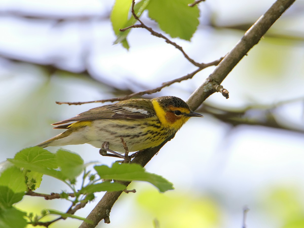 Cape May Warbler - Dani Siddle