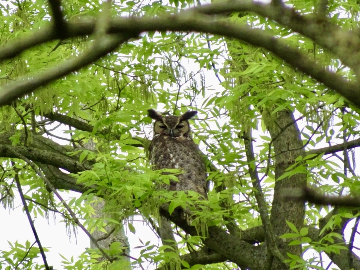 Great Horned Owl - ML619028118