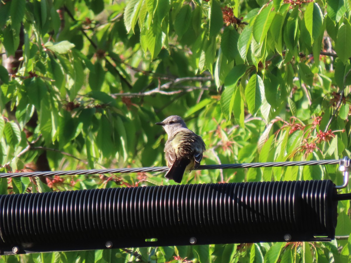 Western Kingbird - ML619028124