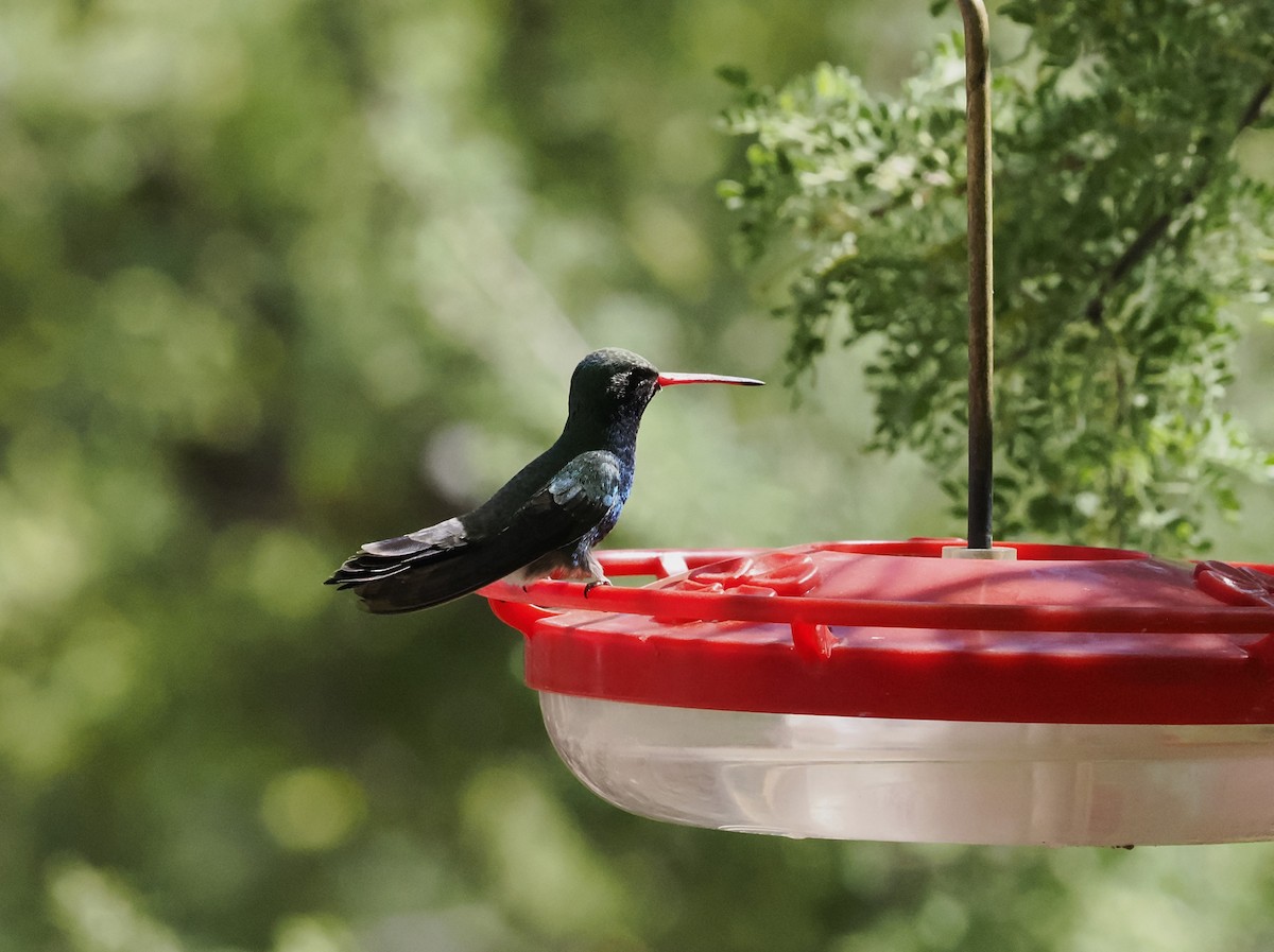 Broad-billed Hummingbird - Jeffery Sole