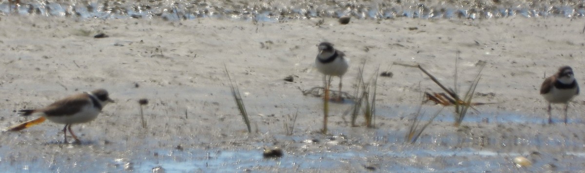 Semipalmated Plover - Philip Kyle
