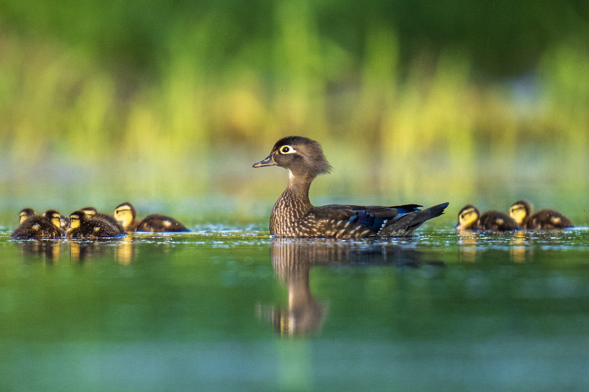 Wood Duck - Clark Duff