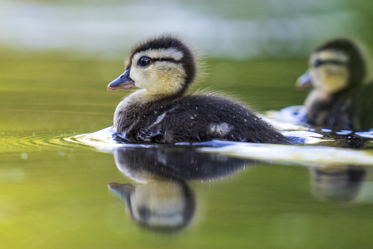 Wood Duck - Clark Duff