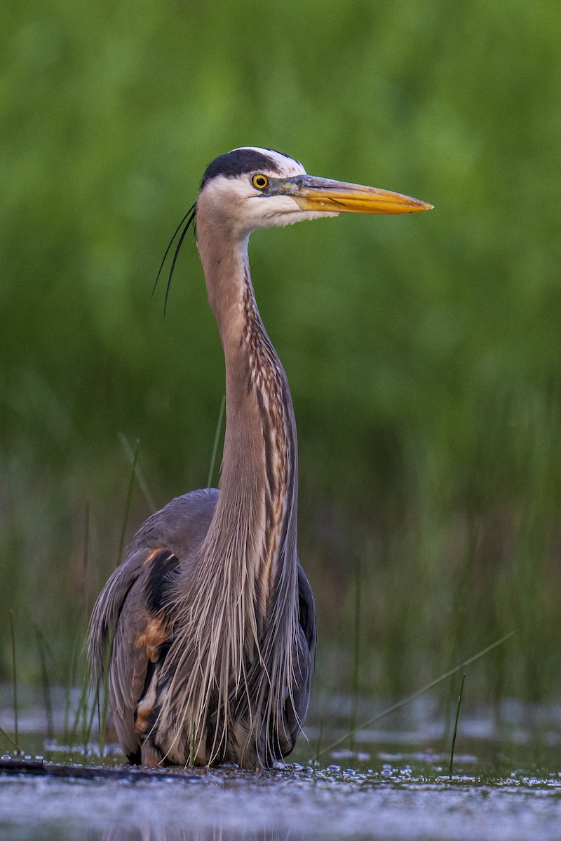 Great Blue Heron - Clark Duff