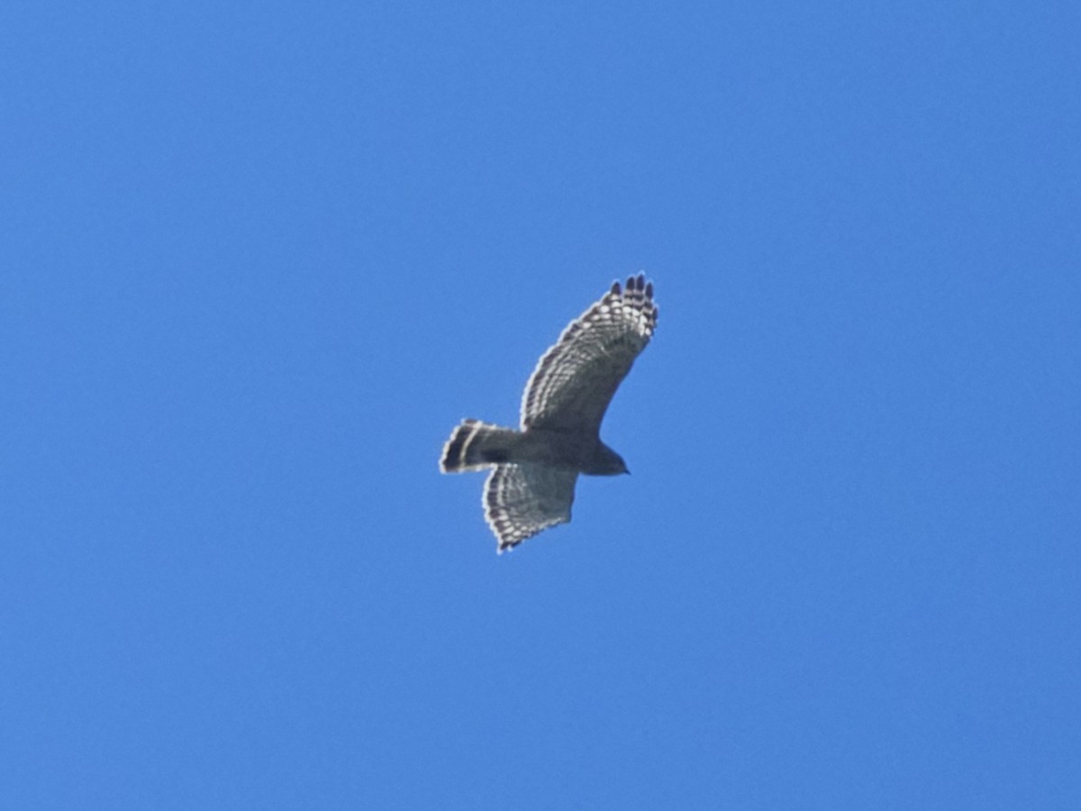 Red-shouldered Hawk - Seth Price