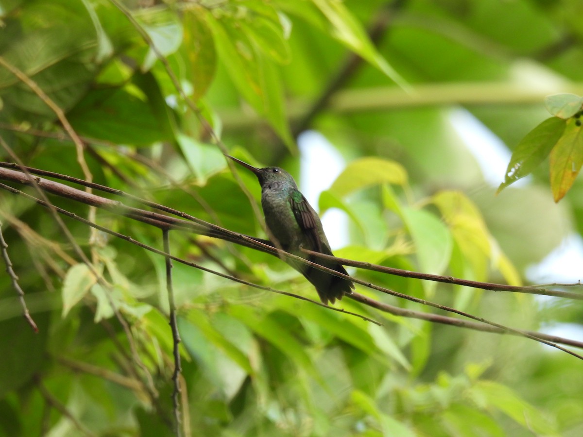 Blue-chested Hummingbird - Eduar Paez