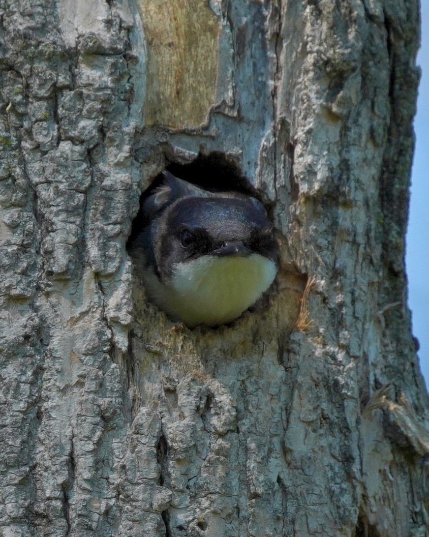 Tree Swallow - Dennis Mersky