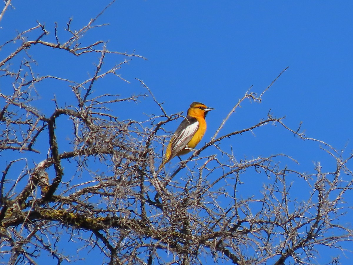 Bullock's Oriole - ML619028213