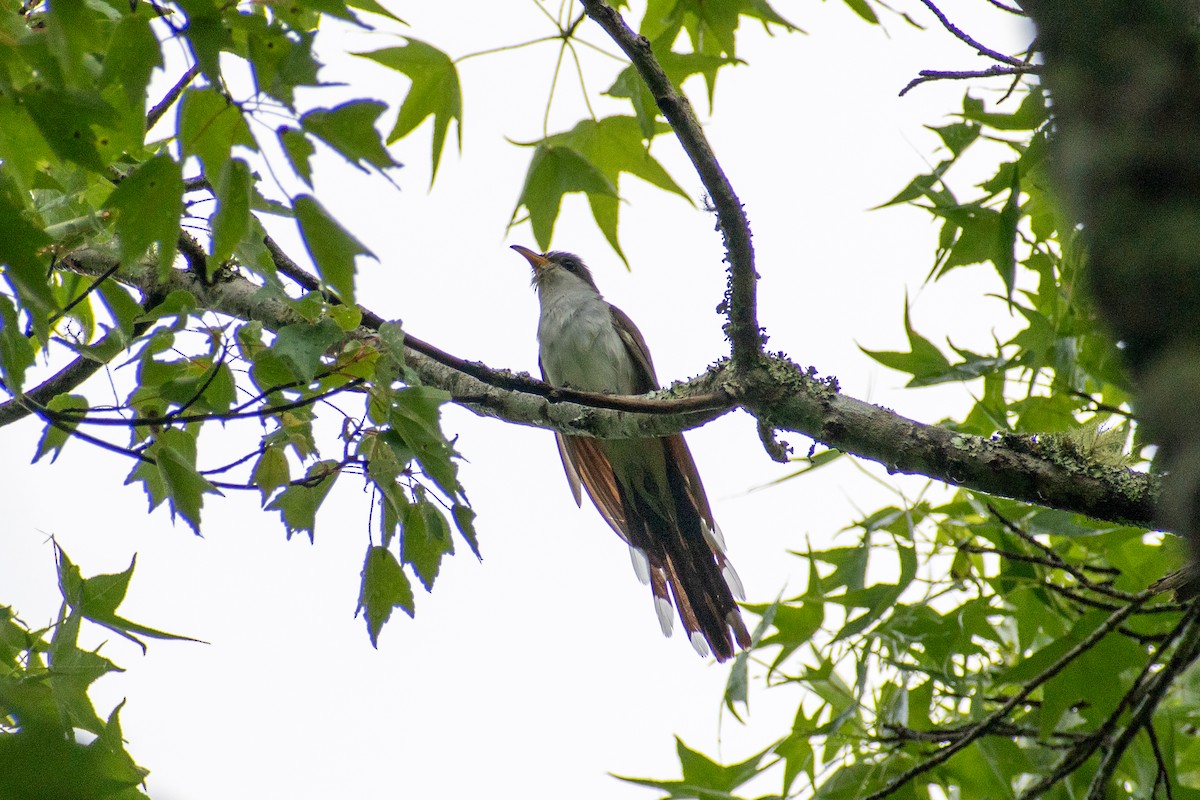 Yellow-billed Cuckoo - Charles Donnelly