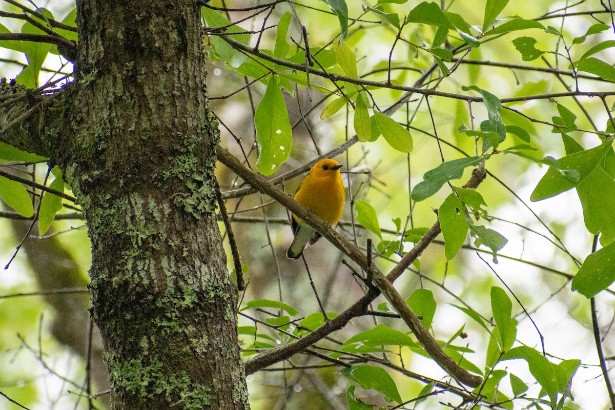 Prothonotary Warbler - Charles Donnelly