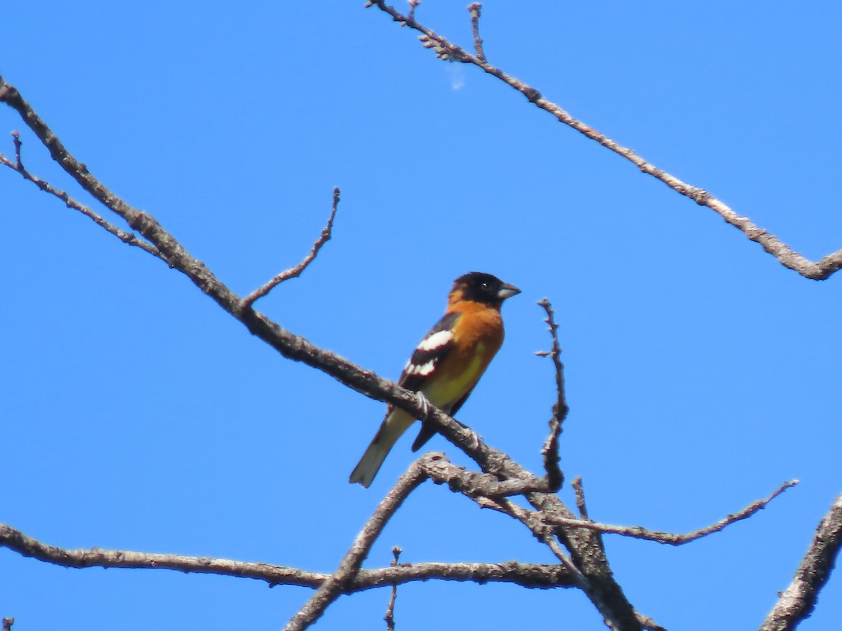 Black-headed Grosbeak - ML619028222