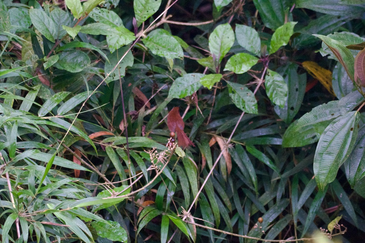 Rufous Wren - Alina Montoya