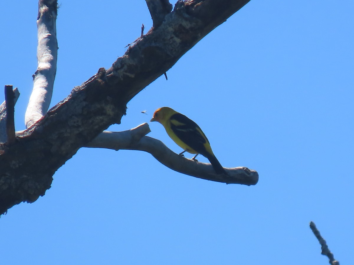 Western Tanager - ML619028263