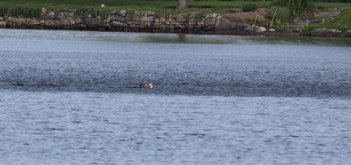 Plongeon huard - ML619028272